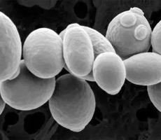 酵母細胞如何有效計數？