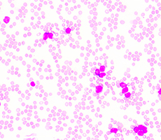 新型號(hào)上市 | JSY系列細(xì)胞計(jì)數(shù)儀迎來新伙伴！